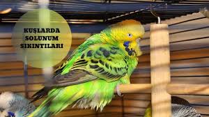 kuslarda ur tedavisi sirke ruhu youtube