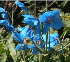 Meconopsis betonicifolia, also known as meconopsis baileyi and the himalayan blue poppy, was first formally named in 1912 by lt. Himalayan Blue Poppy Meconopsis Betonicifolia 25 Seeds