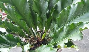 Anthurium hokeri memiliki ciri khas daun lebih tipis dibandingkan jenis anthurium lainya dengan bentuk bunga lebar dan tinggi sehingga terlihat terkesan tinggi dan gagah. Cara Menanam Anthurium Secara Lengkap Sampai Tumbuh Subur