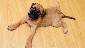 Swimmer Puppy Syndrome Science Based Guide On Causes Treatment