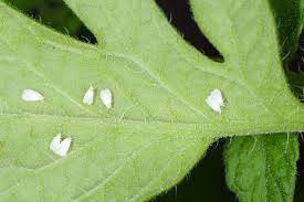 Shot hole treatment and control lovethegarden. 10 Tomato Pests That Will Destroy Your Tomato Plants Tomato Bible
