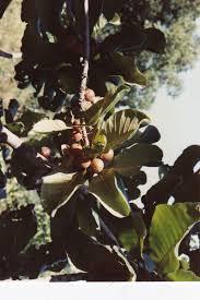 Image result for Uapaca