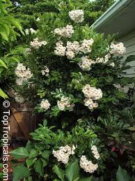 Image result for Radermachera xylocarpa