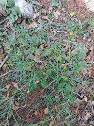 Image result for Chrysanthellum indicum