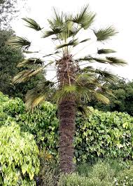 Le phoenix ou palmier des canaries est plus gélif. Trachycarpus Planter Et Cultiver Ooreka