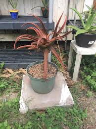 Image result for Aloe cameronii × greatheadii