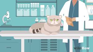 Für fragen und reservierungen einfach kurze. Katzen Entwurmen Youtube