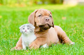 The mission of animal urgent care is to provide excellent, affordable and accessible emergency care services for the pets of our local community. Dog Cat Urgent Veterinary Care In American Fork Ut Utah Veterinary Hospital