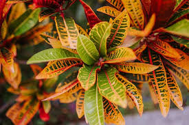 Image result for Croton longipedicellatus