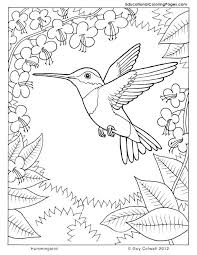 Realistic ruby throated hummingbird coloring page. Hummingbird Coloring Pages Hummingbird Coloring Pages Coloring Pages Hummingbirds Hummingbird Coloring Bird Coloring Pages Animal Coloring Pages Coloring Pages