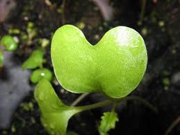 Lihat ide lainnya tentang bunga, bunga matahari, rangkaian bunga. Kotiledon Wikipedia Bahasa Indonesia Ensiklopedia Bebas