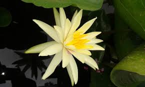 Image result for Nymphaea heudelotii