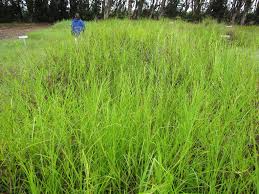 Image result for Hemarthria