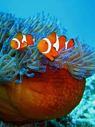 Great Barrier Reef Queensland Port Douglas Blue Dive Www Bluedive Com Au Marine Fish Ocean Animals Clown Fish