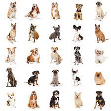 6 how old was the world's oldest dog when he died? How Well Do You Know Dog Breeds