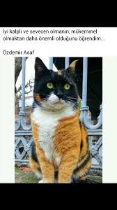 Iyi Kalpli Ve Sevecen Olmanin Mukemmel Olmaktan Daha Onemli Oldugunu Ogrendim Ozdemir Asaf