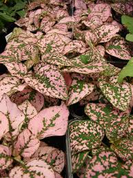 Image result for Hypoestes triflora