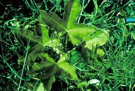 Image result for Trochomeria macrocarpa