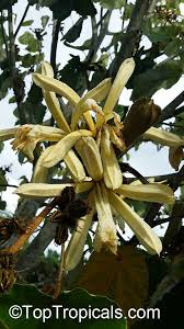 Image result for Pterospermum acerifolium