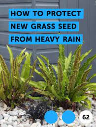 Learn How To Protect New Grass Seed From Heavy Rain How To Guides Tips And Tricks Plants Harvesting Poppies Harvesting Poppy Seeds