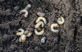 Maybe you would like to learn more about one of these? Gardening Nematodes The Microscopic Worms That Eat Garden Pests The Irish News