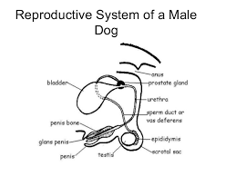 Olfactory labeling in our opinion, it can be considered as a warning or informative signal. Reproductive System