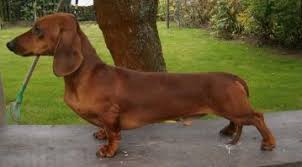 Image result for jezevčík hladkosrstý