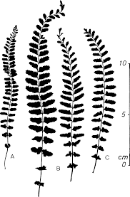Image result for Asplenium centrafricanum