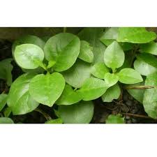 Daun minahong boleh di buat sayur. Daun Binahong Hijau Segar Tanaman 1 Kg Terbaru Juli 2021 Harga Murah Kualitas Terjamin Blibli