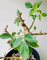 Image result for Commiphora africana