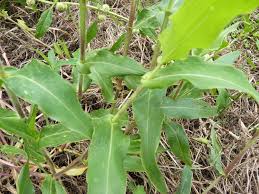 Image result for Alloteropsis