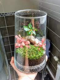 The branches of the ficus are flexible, and the tree has the ability to merge plant parts that compress each other. New Terrarium Red Fittonias Soleirolia Soleilrolii And A Tiny Ficus Ginseng Terrariums