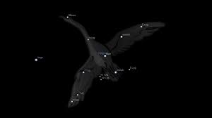 Cygnus Constellation Tattoo Google Search Cygnus Constellation Aquarius Constellation Tattoo Aquarius Constellation