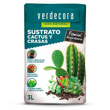Generalmente, los cactus requieren de muy poca agua para sobrevivir, sin embargo, los cactus domésticos deben regarse con más cuidado. Cuidados De La Palma De Madagascar Blog Verdecora