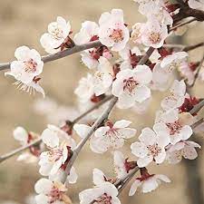 Fuji Cherry Potted Plant Kojo No Mai White Flower Winter Hardy Garden Patio Tree Fukicherry Custom Japanese Blossom Ornamental Cherry Cherry Blossom Tree