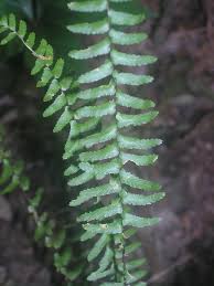 Image result for Asplenium