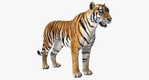 Tiger 3d Model 3d Model Tiger Model