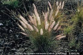 Image result for Cenchrus unisetus