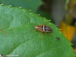 Blatte ectobius vinzi juvénile qui se déplace sur les feuilles d'un millepertuis poussé spontanément dans un jardin de douarnenez. Blatte Commune Dans Les Buissons Le Long Des Chemins Le Jardinoscope Toute La Vie Animale De Nos Parcs Et Jardins