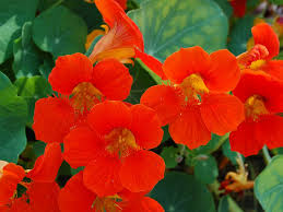 Image result for Tropaeolaceae