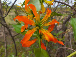 Image result for Gloriosa sessiliflora