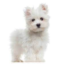 Maltese puppies for sale near texas your search returned the following puppies for sale. Best Dog Food For Maltese Puppy Food In 2021 Goodpuppyfood