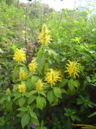 Image result for Justicia aurea