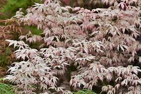'butterfly' is perhaps the most common of all variegated a. Acer Palmatum Ukigumo Japanese Maple