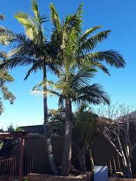How Much Does Palm Tree Removal Cost Price Guide With Examples