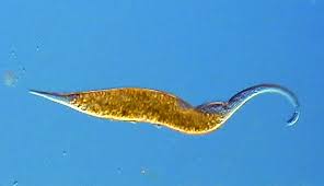 Image result for Dissotis falcipila