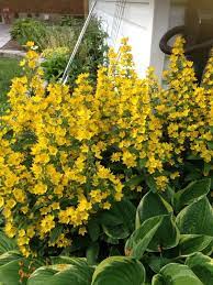 Maybe you would like to learn more about one of these? Garden Answers Plant Identification Yellow Perennials Yellow Plants Plants