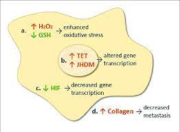 Proposed Mechanisms Of Action Of Intravenous Vitamin C In Cancer Download Scientific Diagram