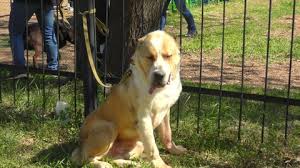 It is a pure breed dog. Alabay Stock Video Footage 4k And Hd Video Clips Shutterstock