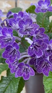 Image result for Streptocarpus kamerunensis
